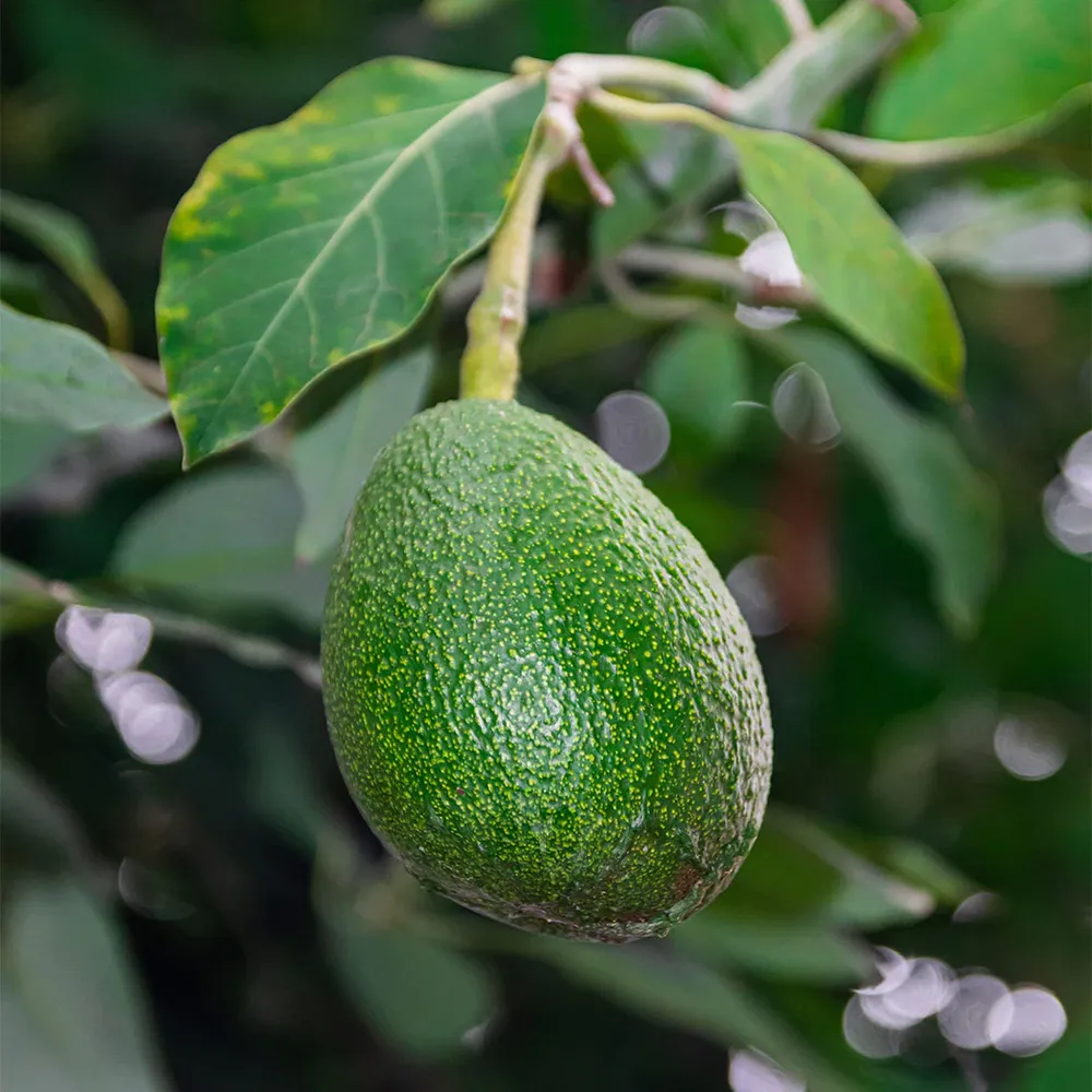 Fuerte Avocado Tree - Evergreen Fruit-Bearing Tree for Home Orchards 1
