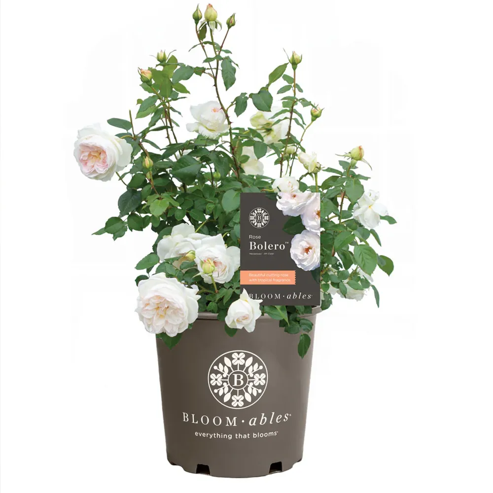 Bolero Floribunda Rose - Fragrant White Shrub Rose 3