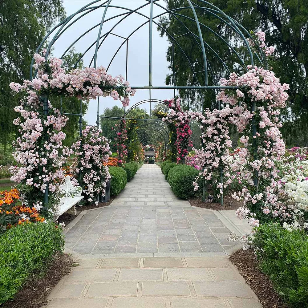 Perfume Breeze™ Climbing Rose - Fragrant Flowering Vine for Garden Trellises 1