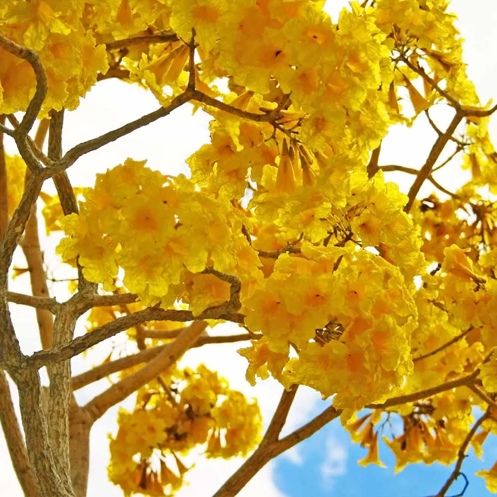 Yellow Trumpet Tree (Handroanthus chrysanthus) Seeds for Tropical Landscaping 1
