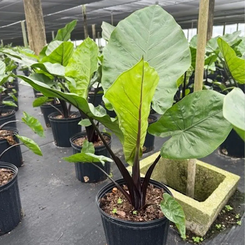 Alocasia Dark Star Tropical Shrub 2