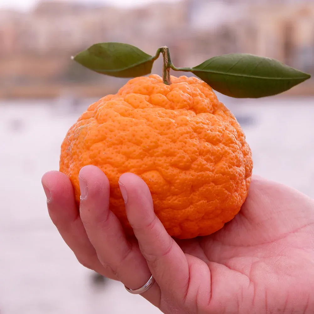 Gold Nugget Mandarin Tree - Seedless Citrus Fruit Tree 1