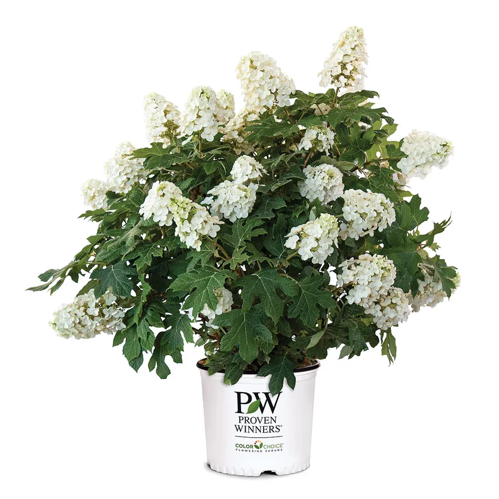 Gatsby Glow Ball™ Oakleaf Hydrangea - Deciduous Flowering Shrub 3