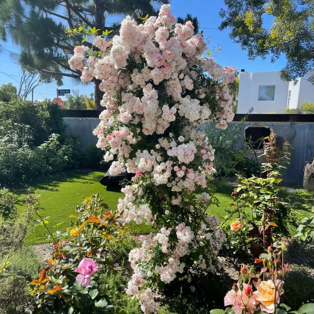 Perfume Breeze™ Climbing Rose - Fragrant Flowering Vine for Garden Trellises 3