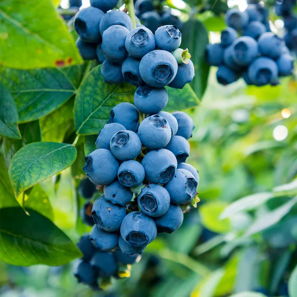 Northern Highbush Blueberry Bush - Cold Hardy Fruit-Bearing Shrub