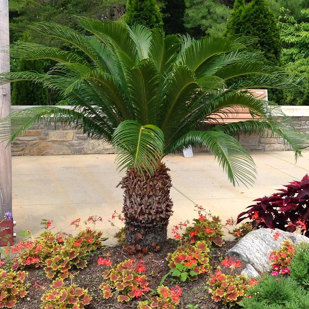 Artificial Sago Palm Tree - Realistic Faux Cycad Plant for Indoor Decoration 1