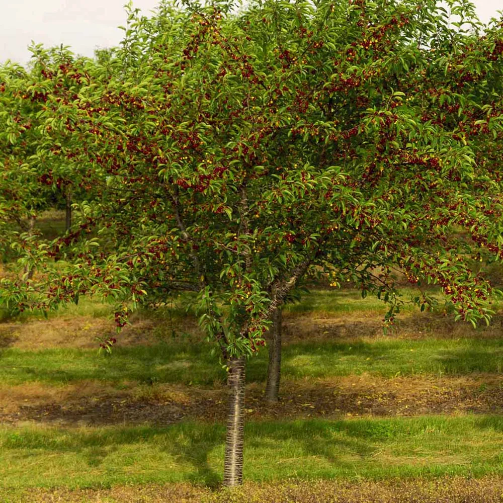 Bing Cherry Tree - Sweet Fruit-Bearing Deciduous Tree 1