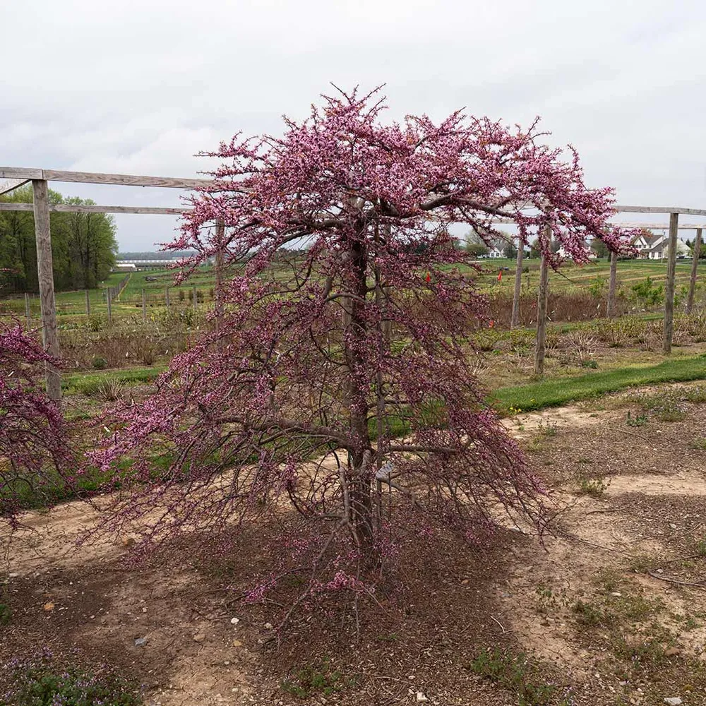 Emerald Falls Redbud Tree - Weeping Cercis canadensis Ornamental Tree 1