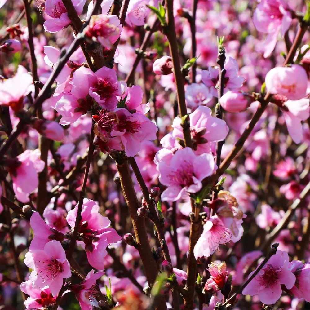 Elberta Peach Tree - Self-Pollinating Deciduous Fruit Tree 3