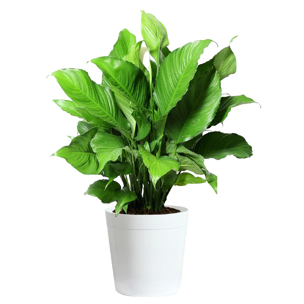 Peace Lily Indoor Houseplant (Spathiphyllum) 3