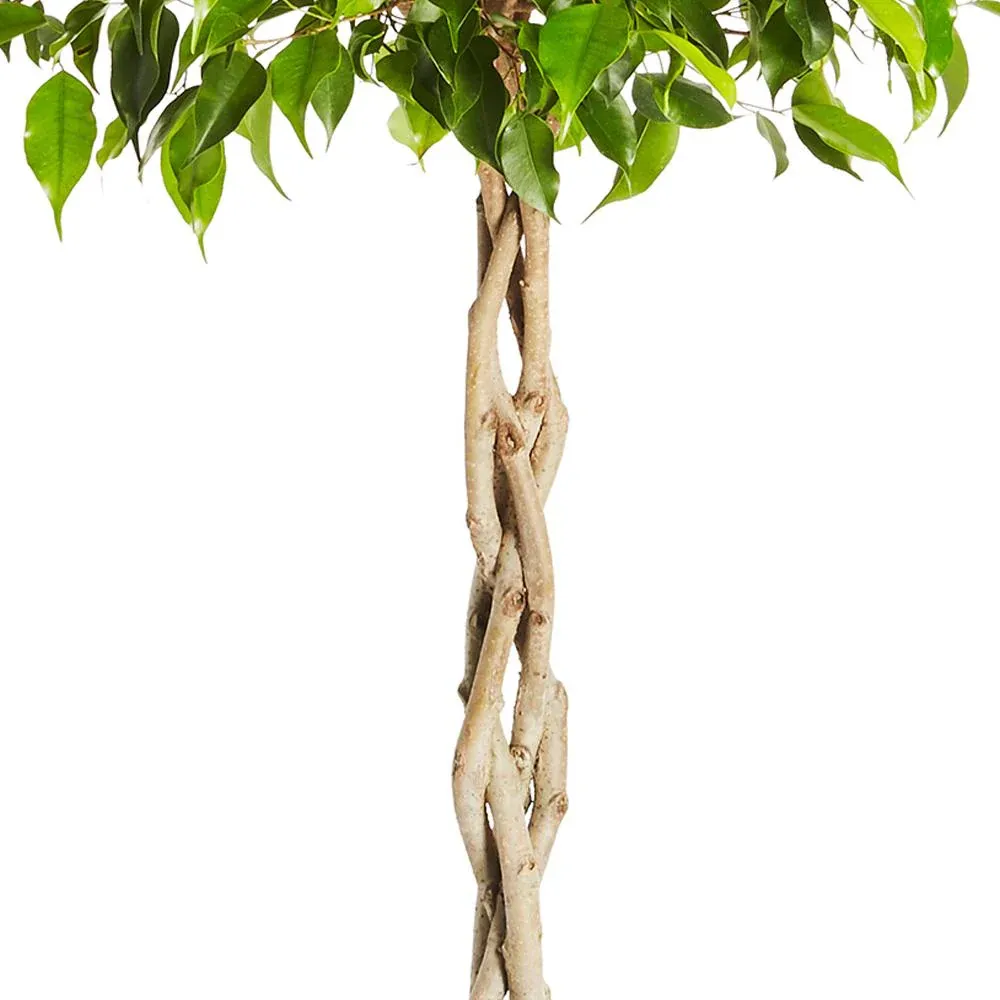Braided Benjamina Ficus Tree - Decorative Indoor Fig Plant 2