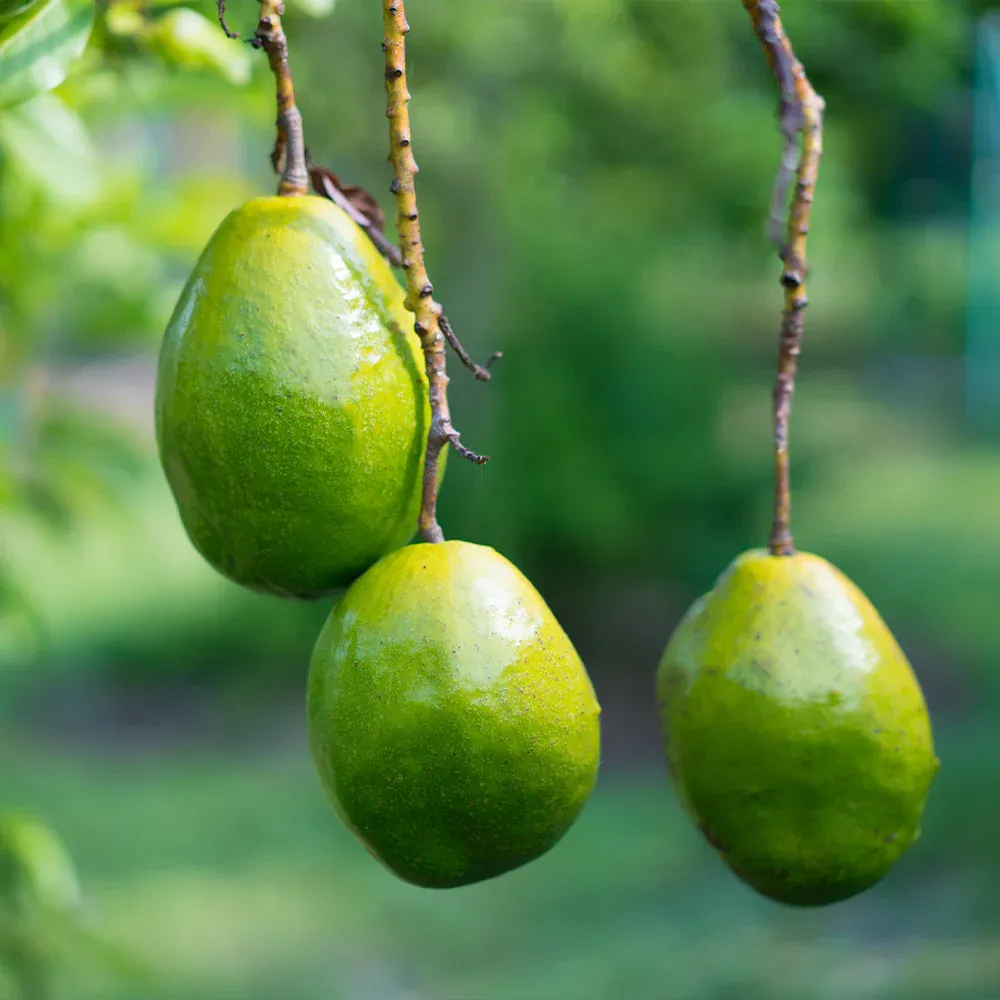 Simmonds Avocado Large Green Skin Fresh Fruit