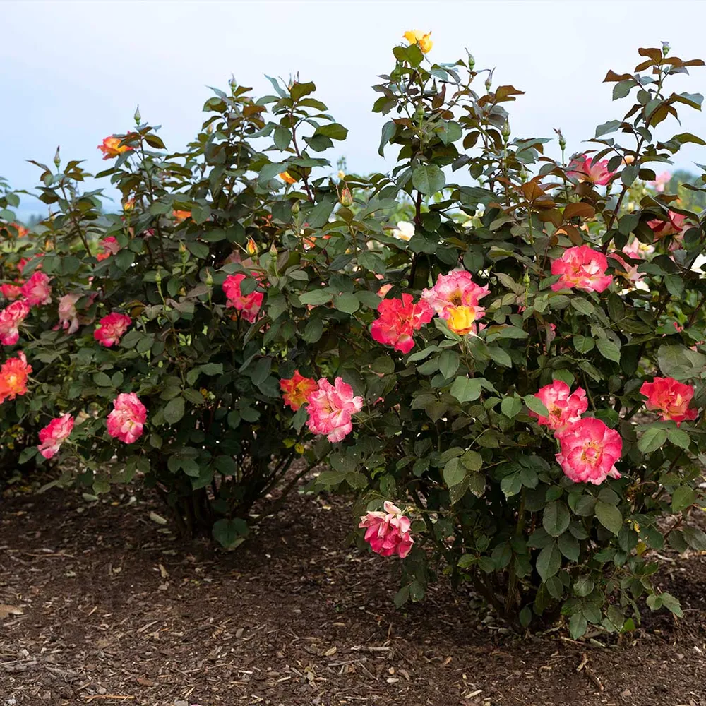 Sunset Horizon Rose - Hardy Multi-Color Shrub Rose for Garden Landscapes 3