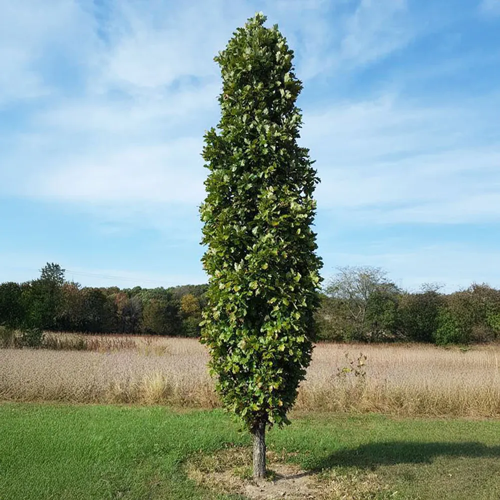 Kindred Spirit® Hybrid Oak Tree - Columnar Deciduous Landscape Specimen