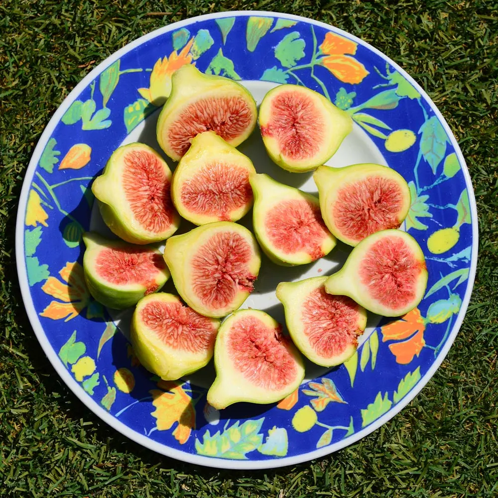 Olympian Fig Tree - Hardy Fruit-Bearing Fig Plant 1