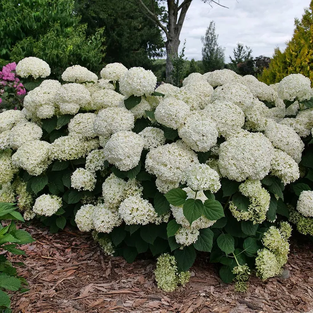 Proven Winners® Incrediball® Storm Proof™ Hydrangea - Sturdy White Flowering Shrub 1