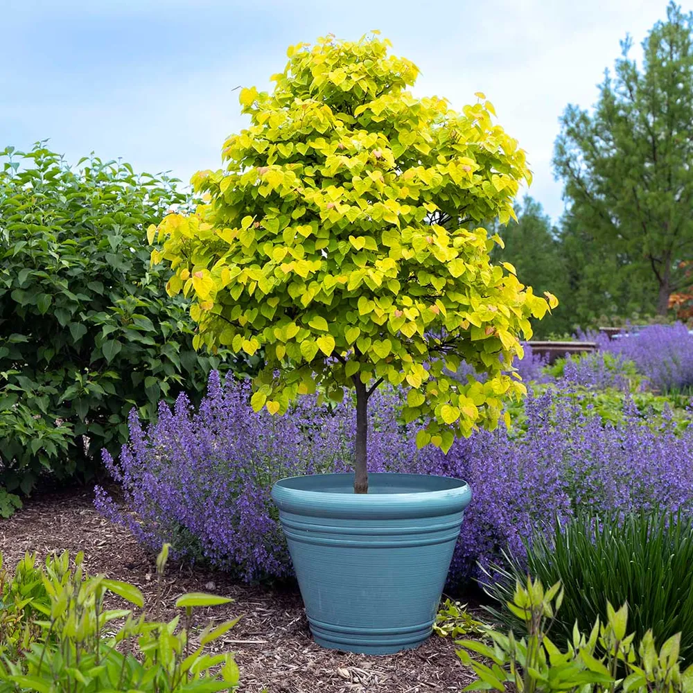 Citrine Redbud Tree (Cercis canadensis 'Citrine') - Ornamental Deciduous Tree