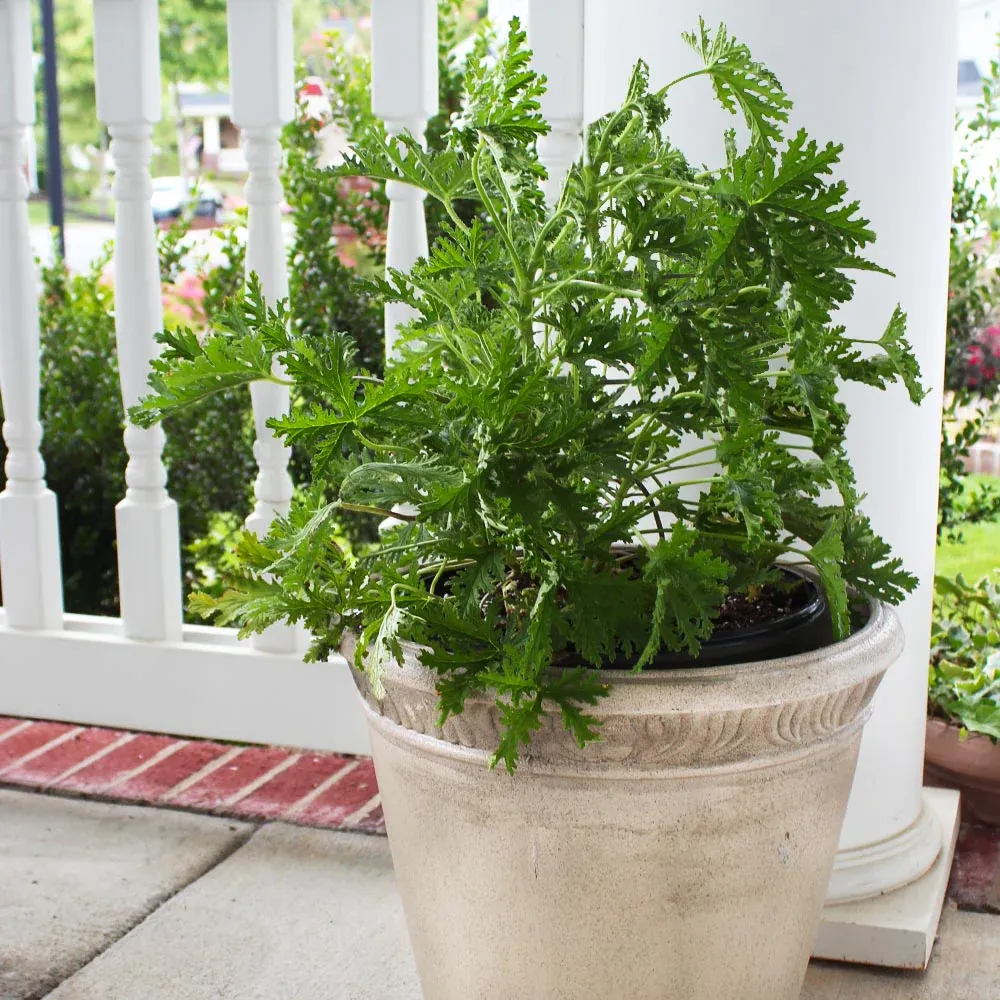 Citronella Plant - Natural Fragrant Live Plant for Indoor and Outdoor Spaces