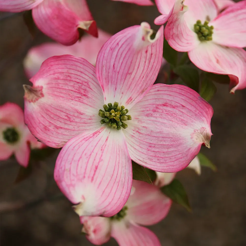 Prairie Pink Dogwood Tree (Cornus florida)