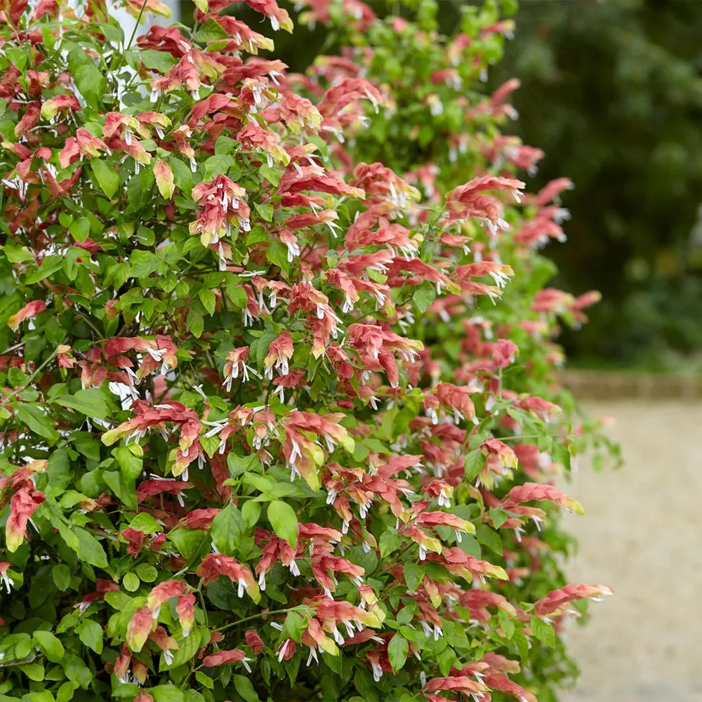 Justicia brandegeeana Shrimp Plant Live Flowering Shrub 1