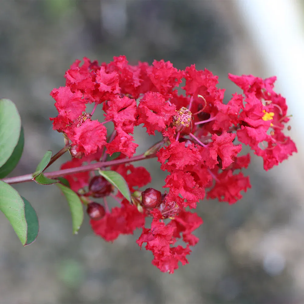 Garnet King™ Emerald Empire® Crape Myrtle Tree - Ornamental Flowering Deciduous Shrub