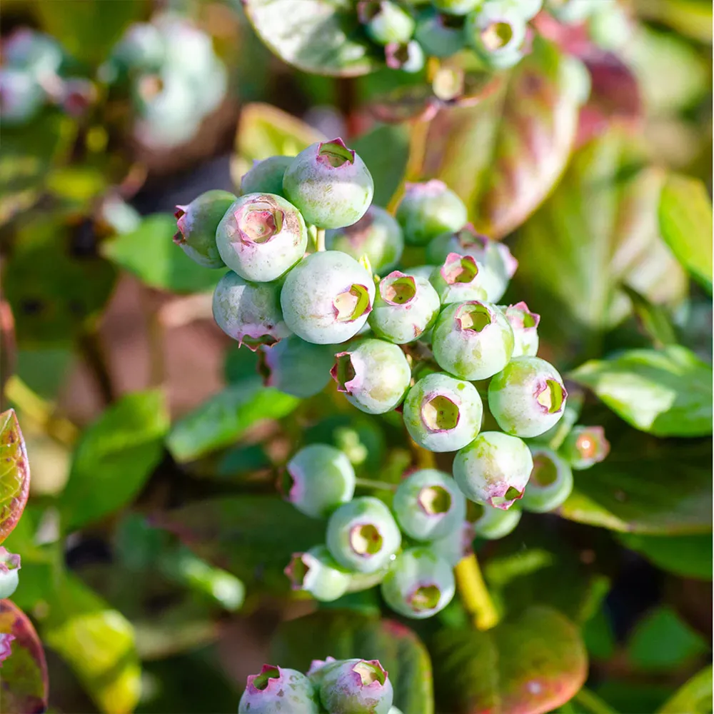 Southern Living® DownHome Harvest® I Declare™ Blueberry Shrub - Concentrated Fruit Drinking Vinegar 1