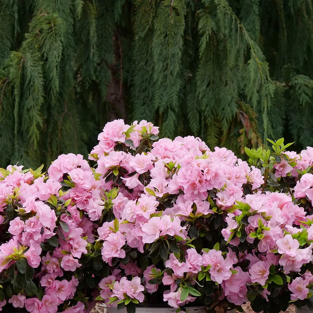 Proven Winners® Perfecto Mundo® Double Pink Azalea - Reblooming Landscape Shrub 1