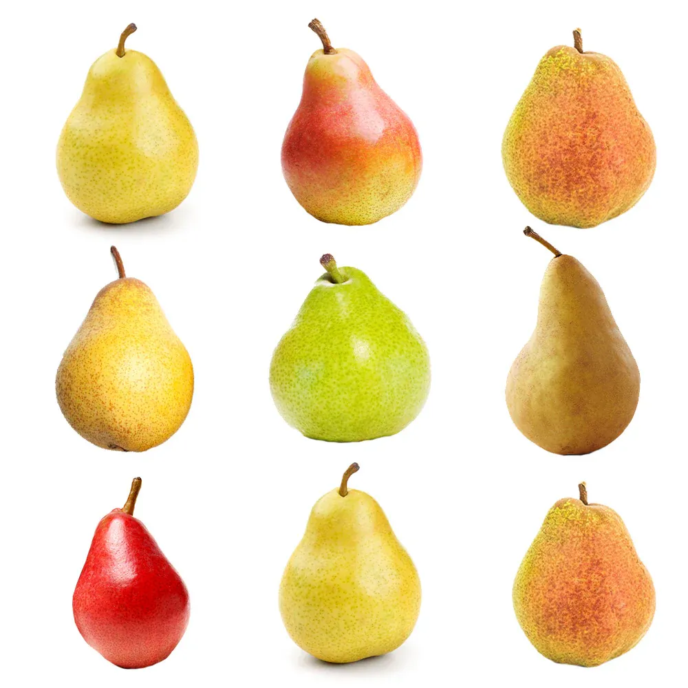 5-in-1 European Pear Tree - Multi-Grafted Variety for Home Orchards