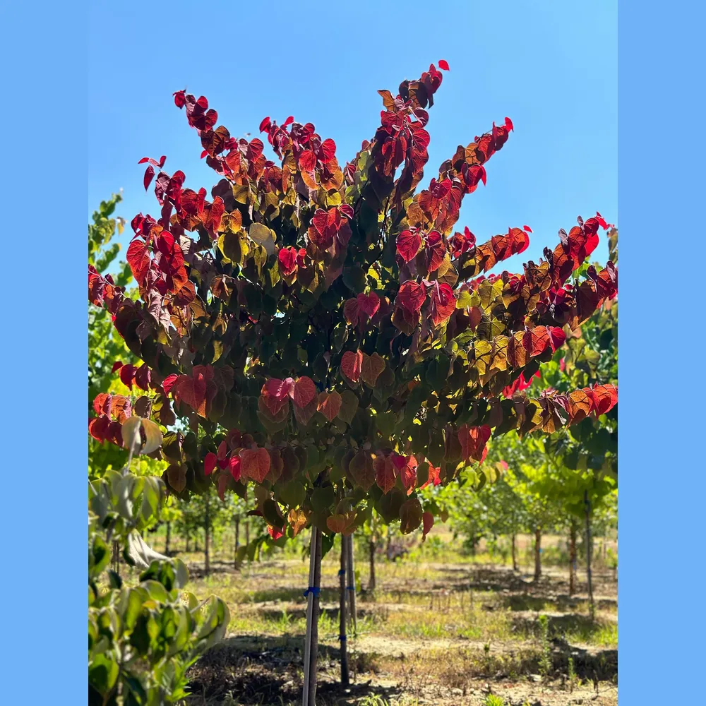 Hearts A'Fire Redbud Tree (Cercis canadensis) - Ornamental Flowering Landscape Tree 3