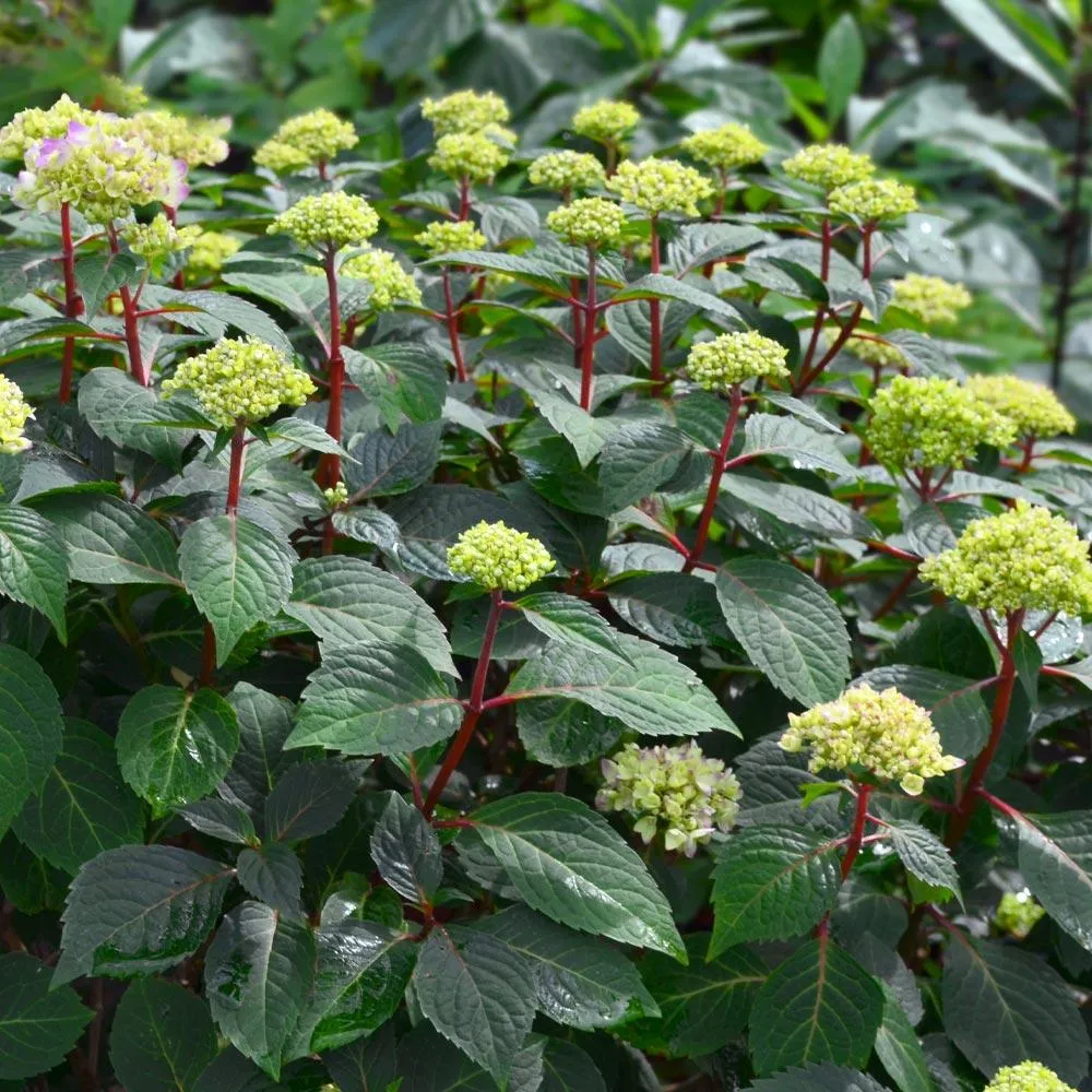 Endless Summer® BloomStruck® Reblooming Hydrangea Shrub 4