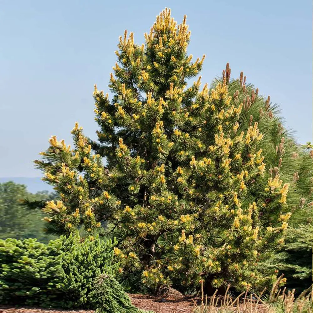 Taylor’s Sunburst Lodgepole Pine Tree - Realistic Artificial Holiday Decor