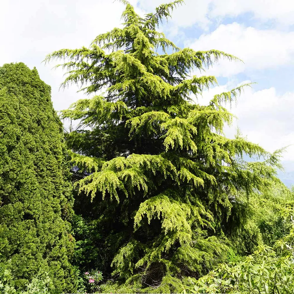 Golden Deodar Cedar Tree (Cedrus deodara 'Aurea') Ornamental Evergreen 1