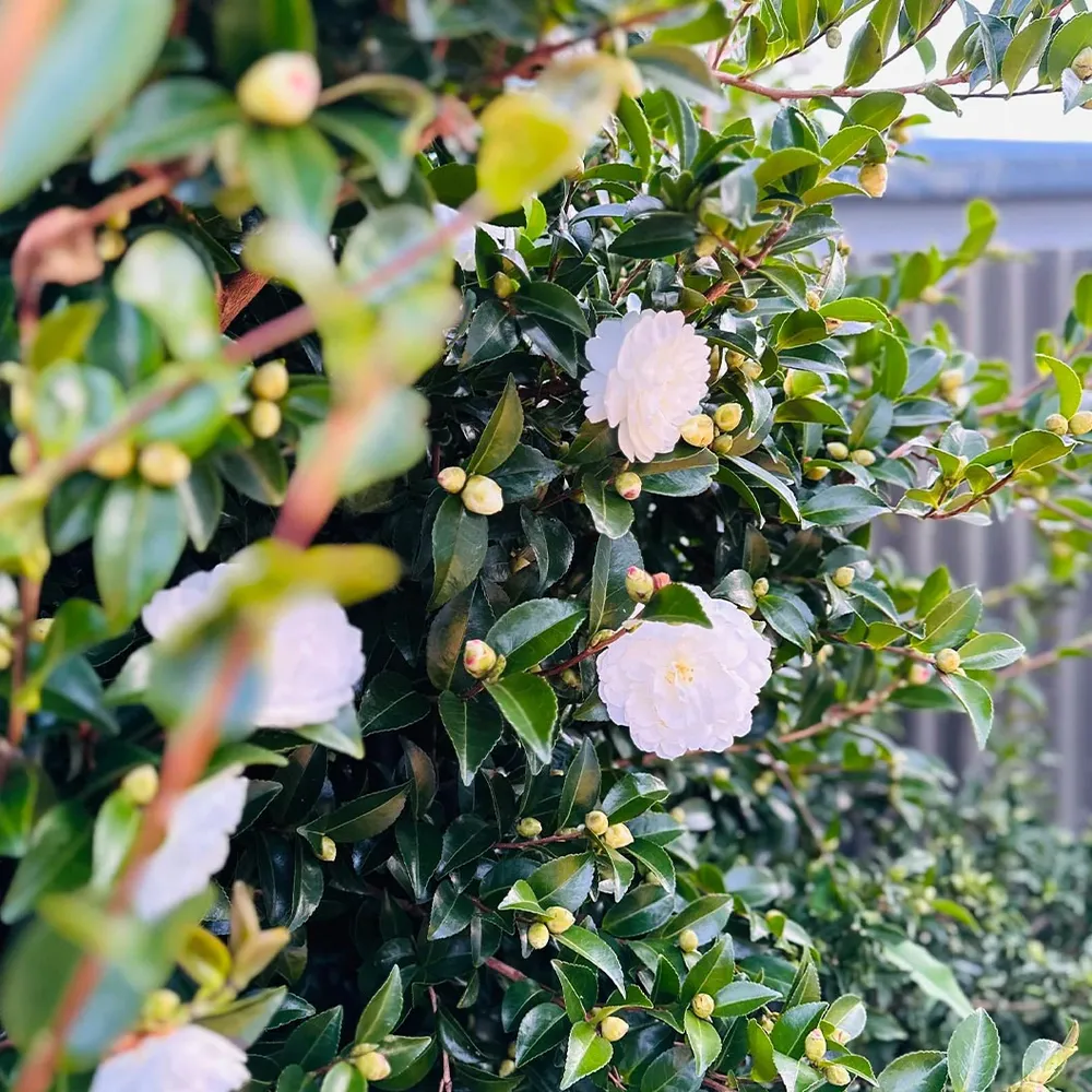 Setsugekka Camellia Floral Decorative Accessory 2