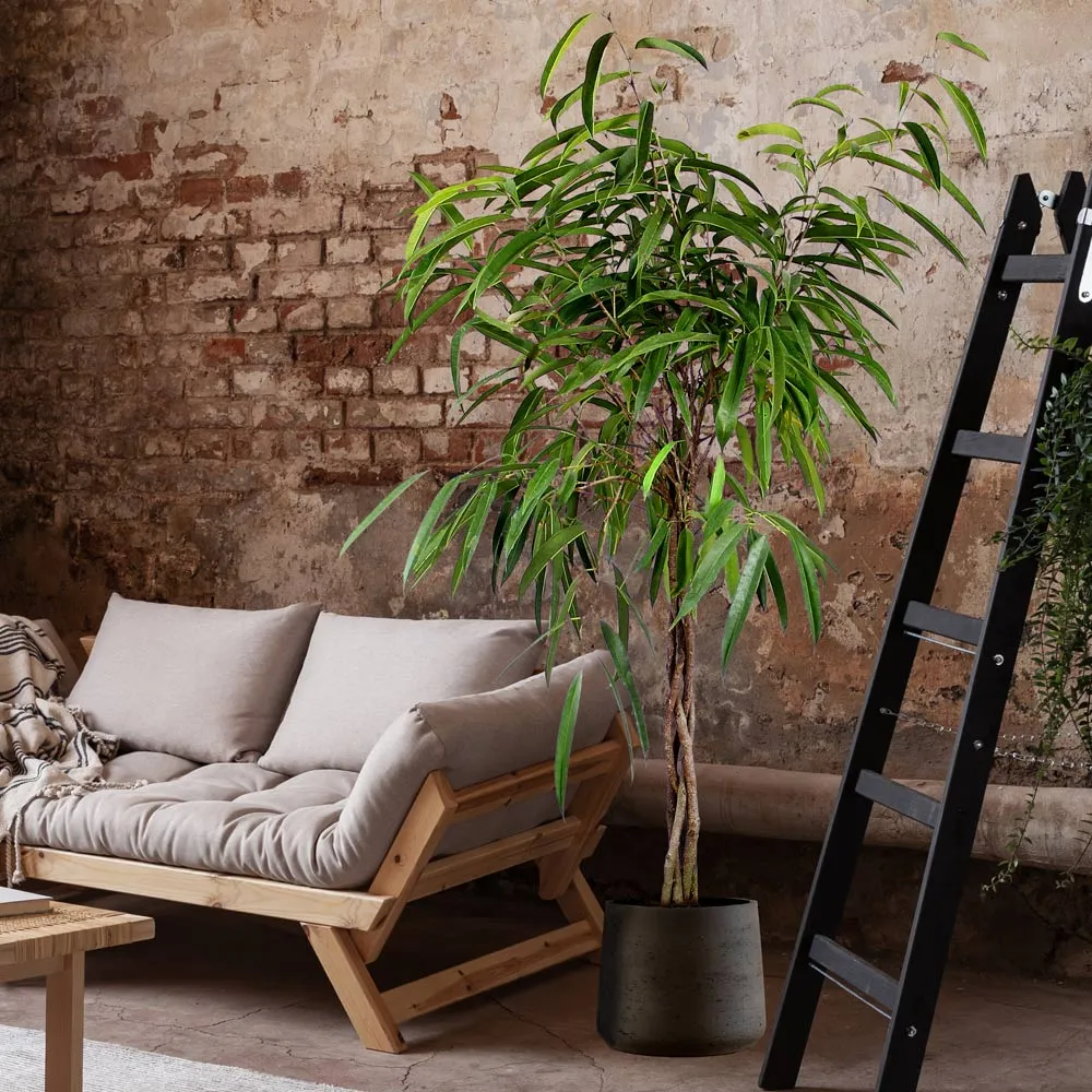 Ficus Alii Braid Plant - Ornamental Indoor Tree with Braided Trunk