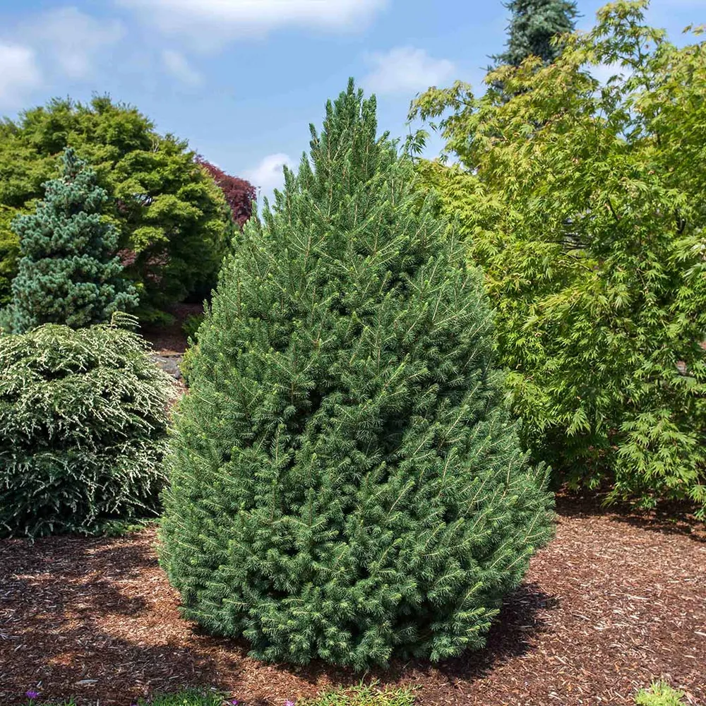 Big Berta White Spruce Artificial Christmas Tree - Full-Profile Holiday Decor