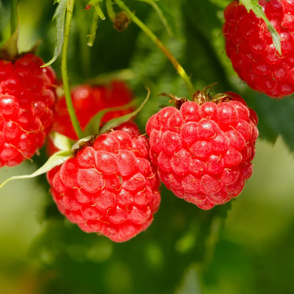Heritage Everbearing Raspberry Bush - High-Yield Perennial Berry Plant