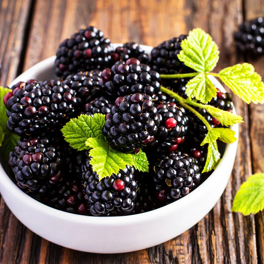 Triple Crown Thornless Blackberry Bush - Semi-Trailing Perennial Fruit Plant 2