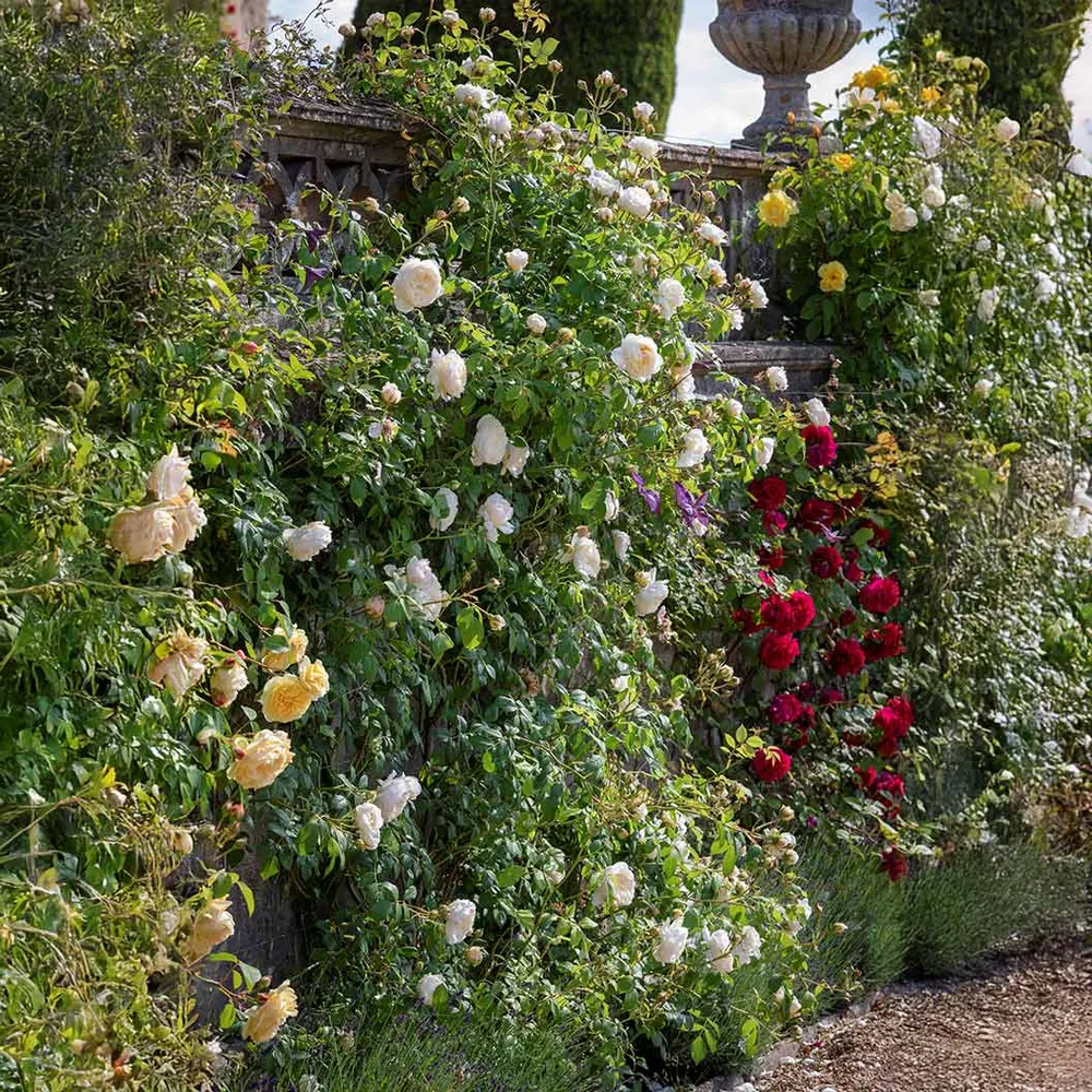 Claire Austin® English Climbing Rose - Pale Cream Fragrant Shrub 3