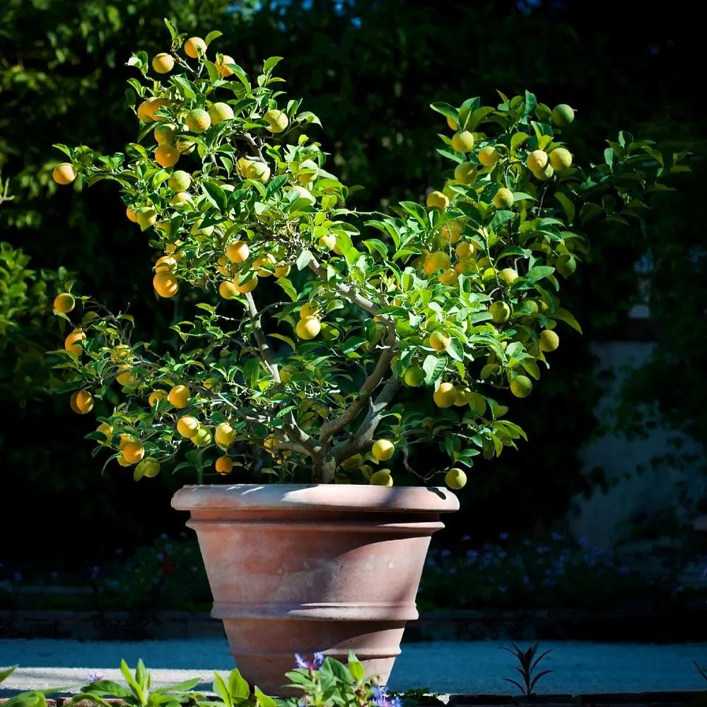 Meyer Lemon Bush - Potted Citrus Fruit Tree for Home and Garden 2