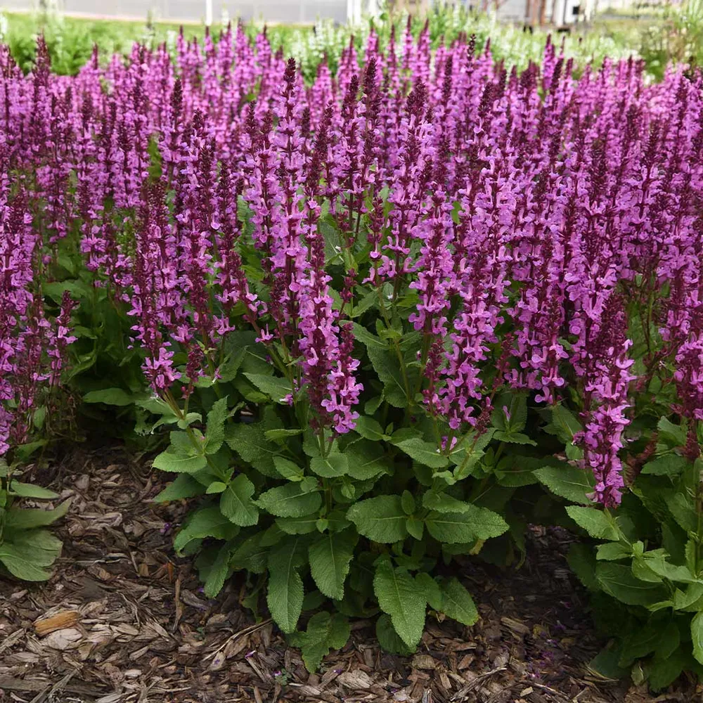 Marvel Rose Salvia Perennial Flowering Plant 3