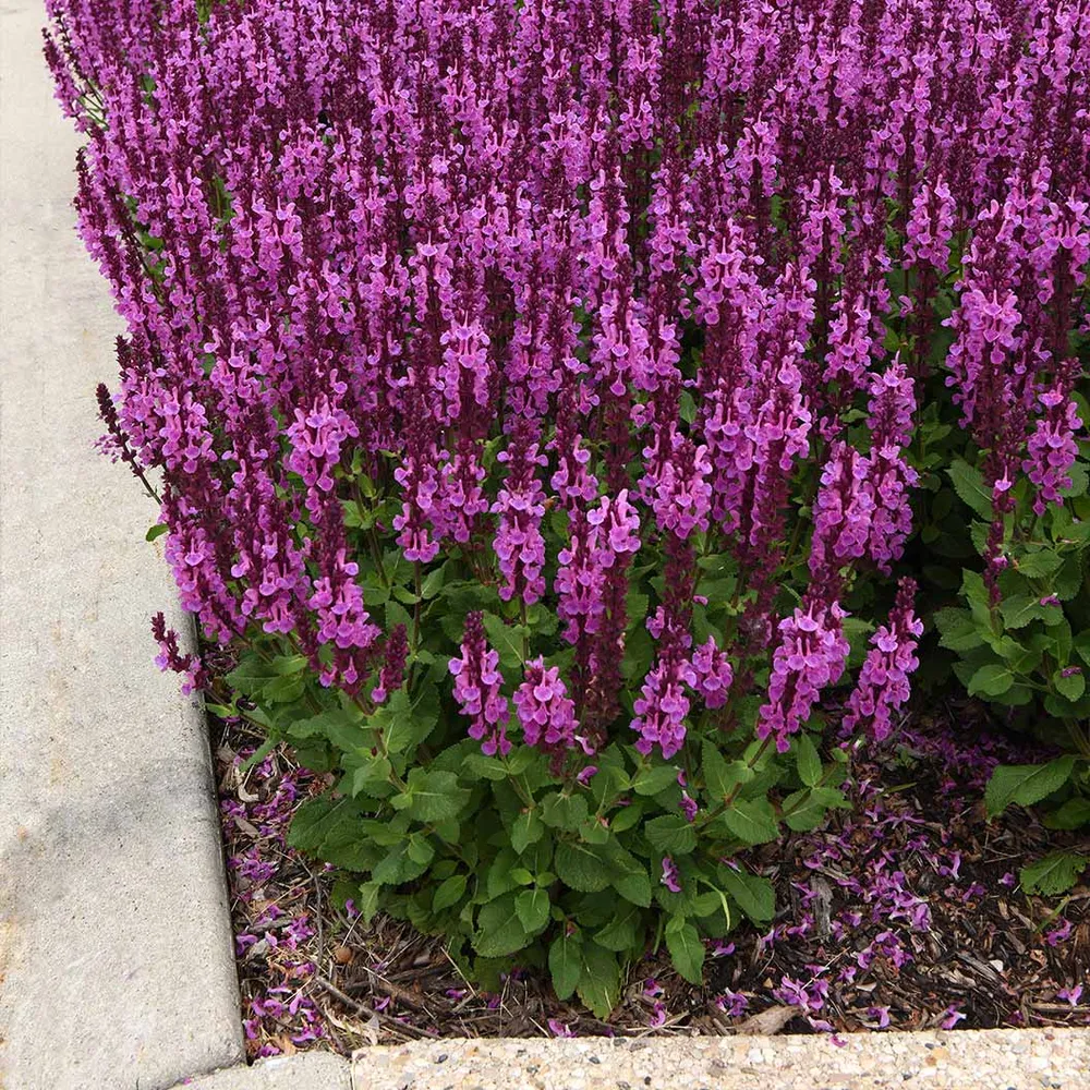 Marvel Rose Salvia Perennial Flowering Plant 2