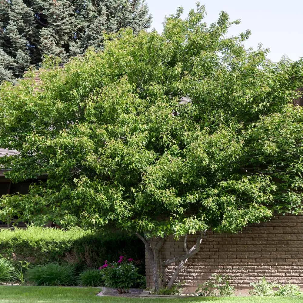 Flame Amur Dwarf Maple Tree - Compact Acer Ginnala Ornamental Shrub 1