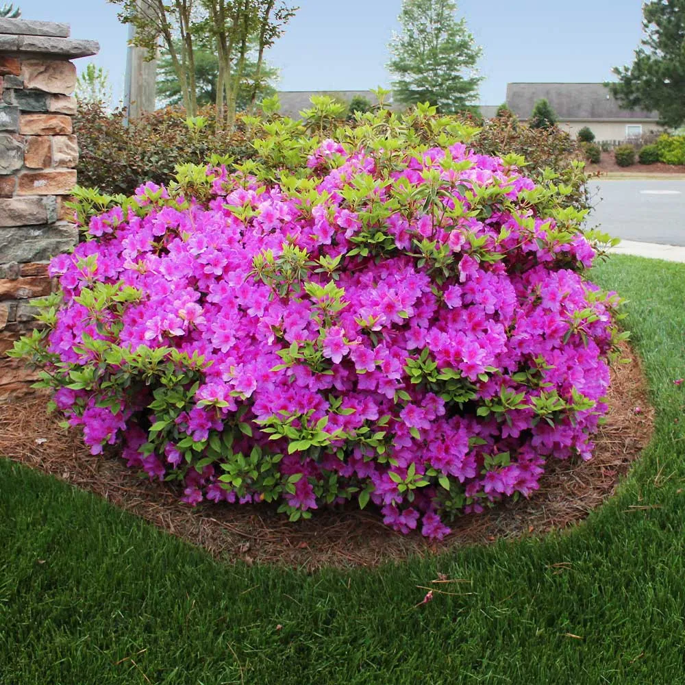 Autumn Royalty® Encore® Azalea Reblooming Flowering Shrub