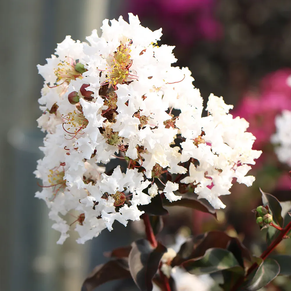 Black Diamond® Crystalline™ Crape Myrtle - White Flowering Ornamental Shrub