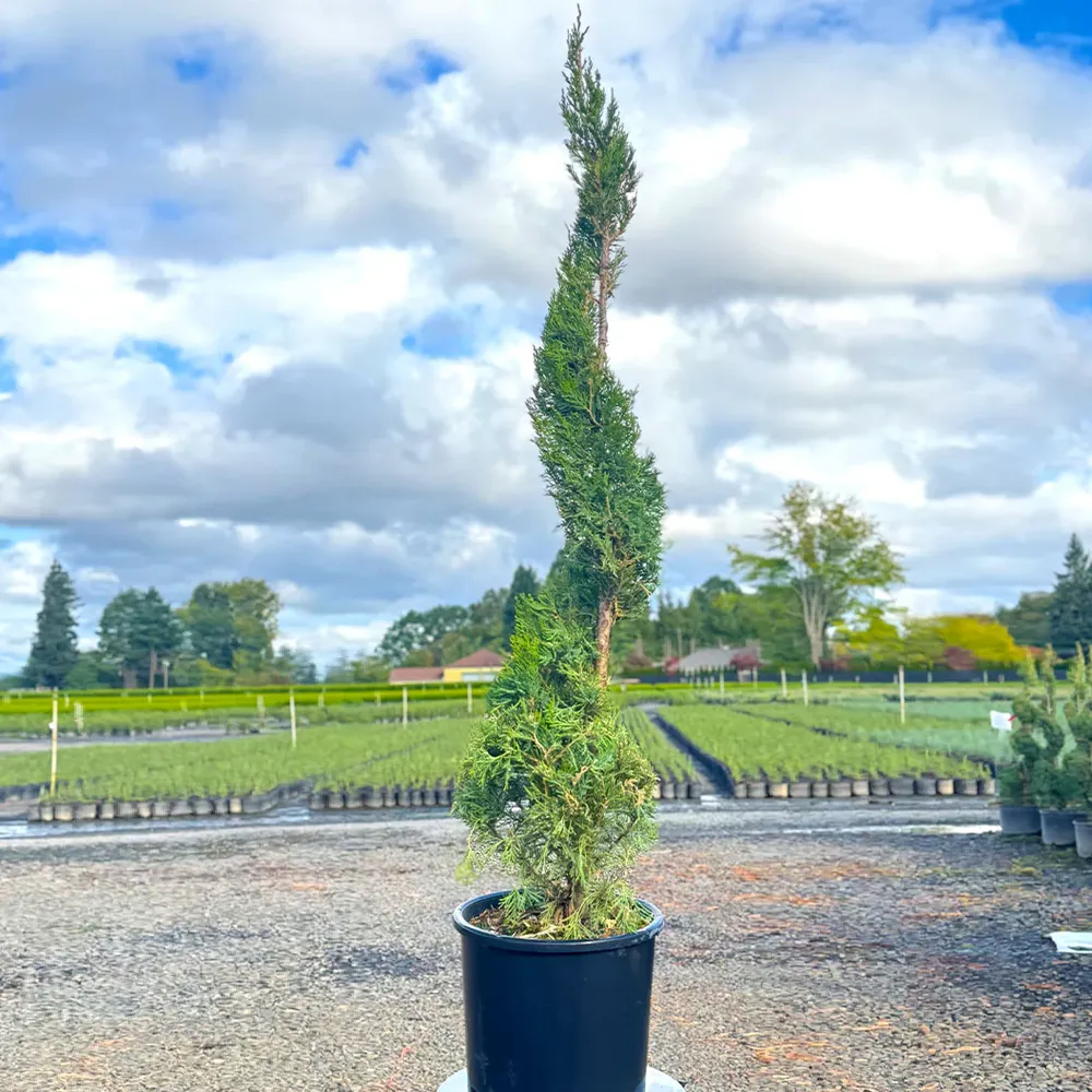 Spiral Spartan Juniper Tree - Sculpted Evergreen Topiary 1