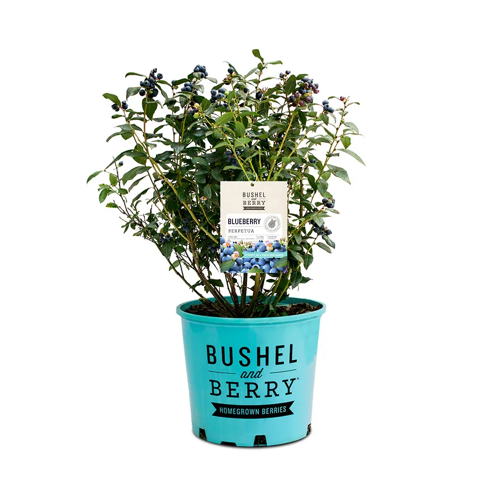 Perpetua Blueberry Bush - Everbearing Edible Landscape Shrub 4