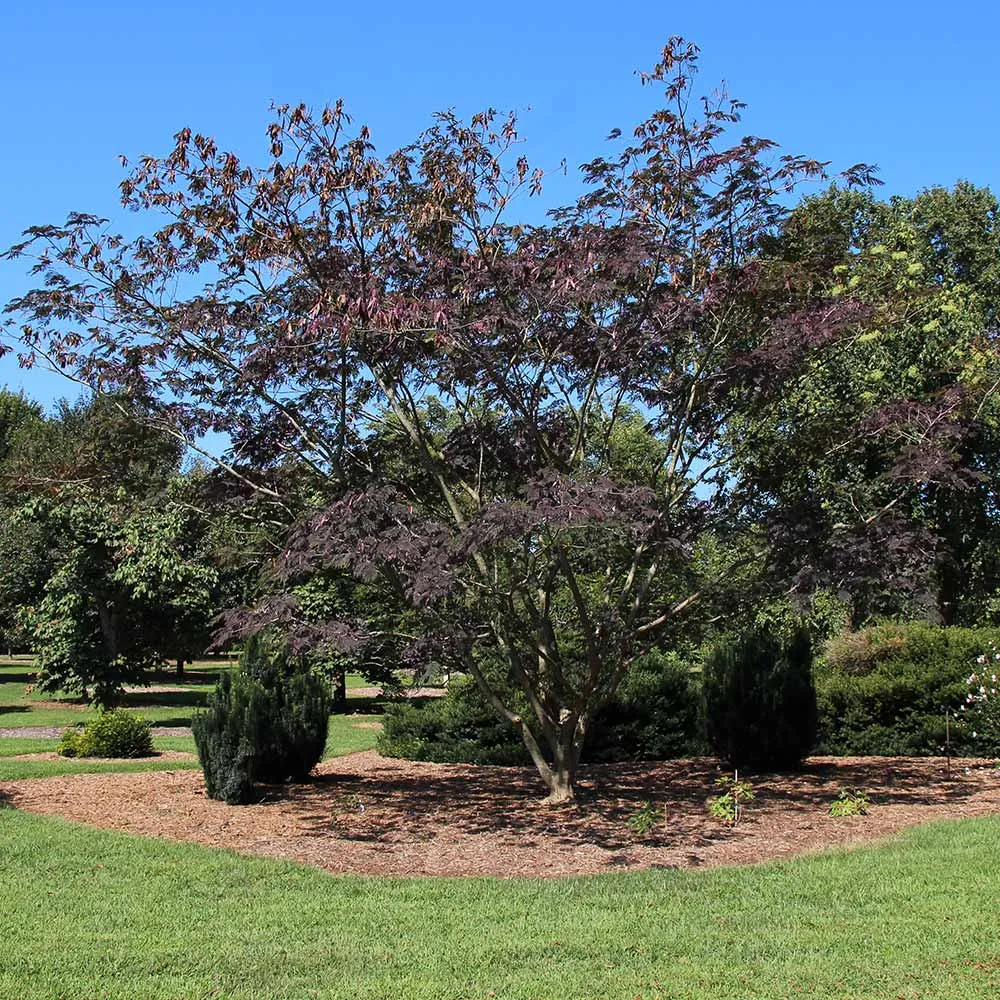 Summer Chocolate Mimosa Tree (Albizia julibrissin) - Ornamental Deciduous Tree 1
