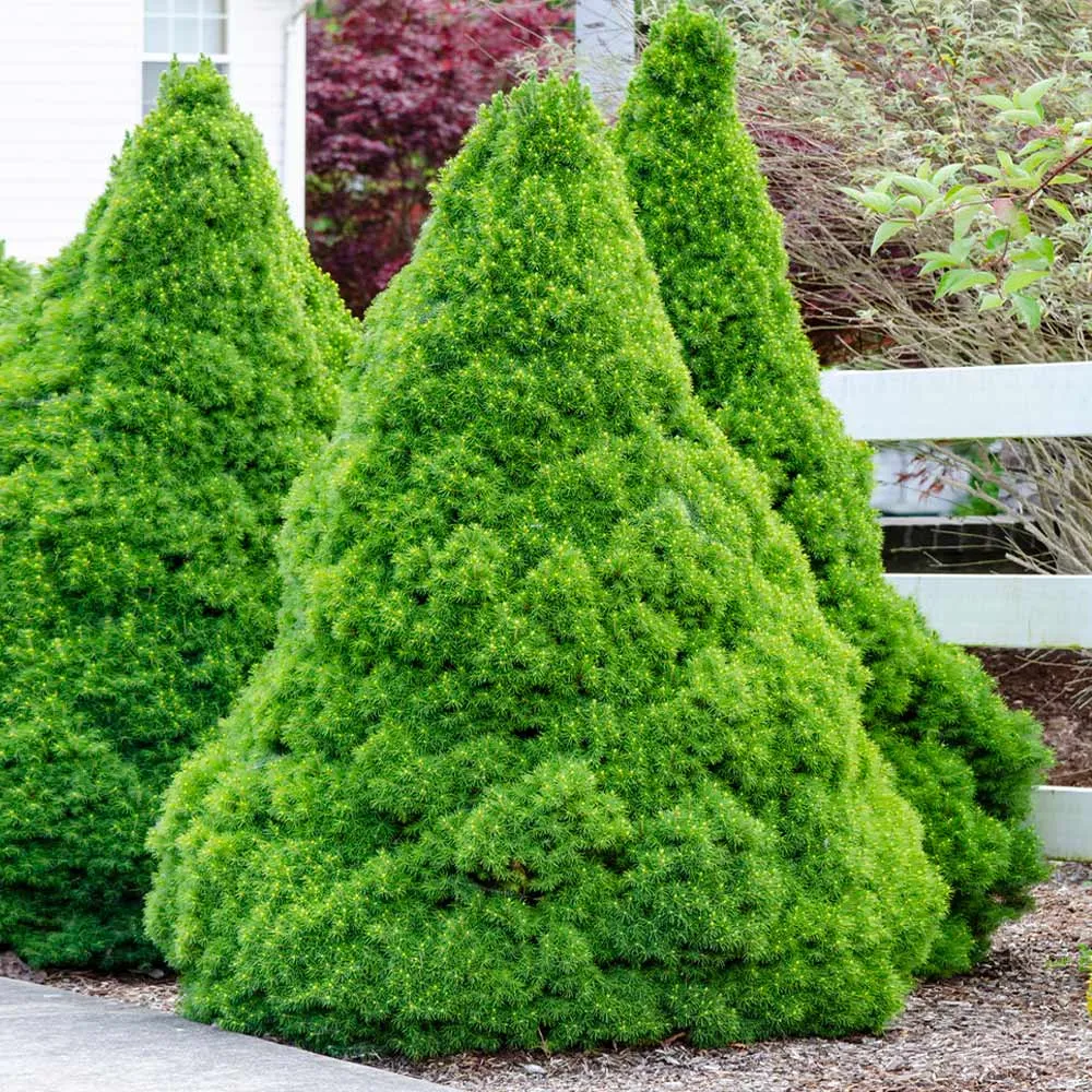 Dwarf Alberta Spruce (Picea Glauca Conica) - Slow-Growing Conical Evergreen Shrub