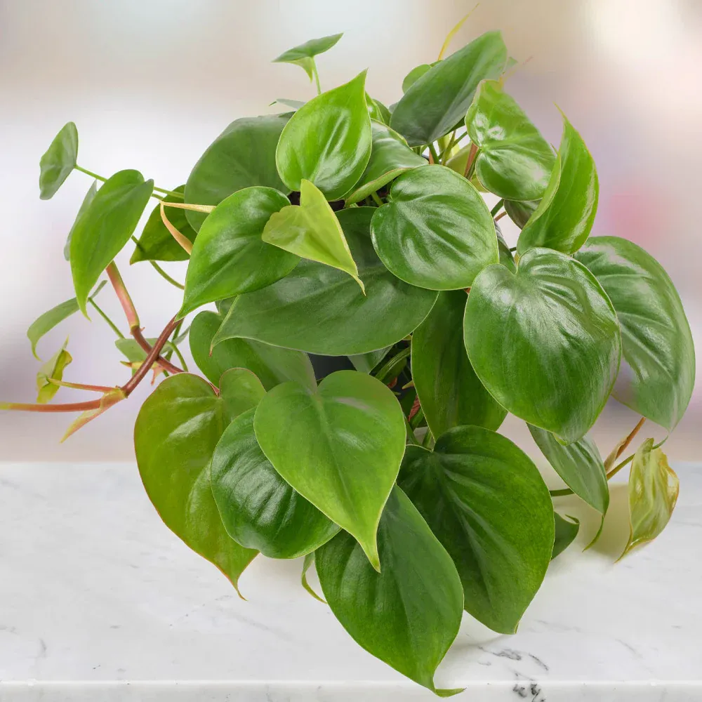 Heart-Leaf Philodendron (Philodendron Hederaceum) Trailing Indoor Houseplant 1