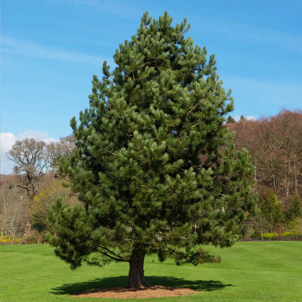 Austrian Pine Tree - Realistic Artificial Holiday Tree with Sturdy Base